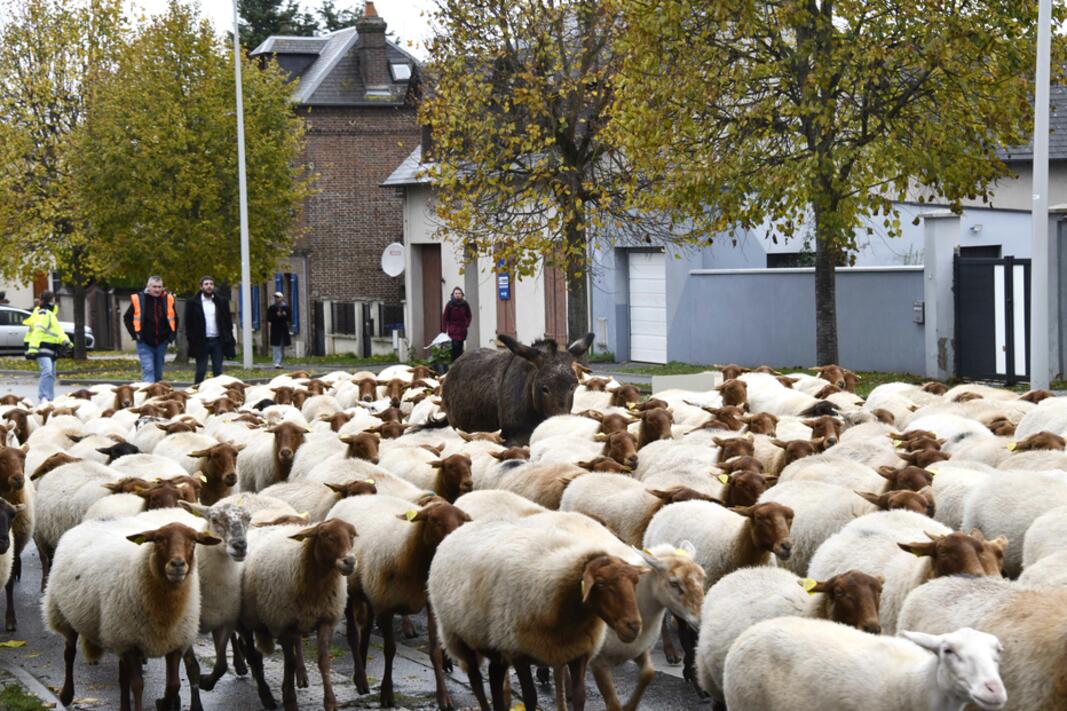 CP - Transhumance 2025 - troupeau ovin municipal - parcours -  du 25 au 28 novembre - Évreux 