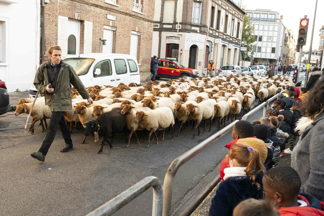 Évreux - Normandie - transhumance annuelle - troupeau de moutons communal - parcours en centre-ville - du 25 au 28 novembre 2025 