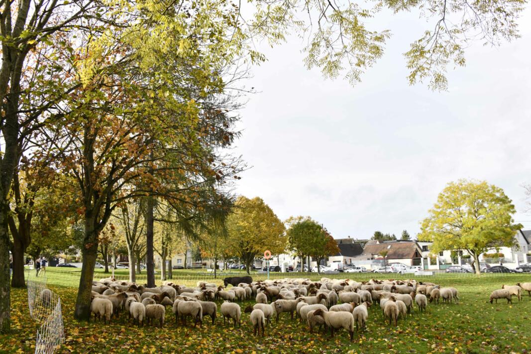 Invitation - écopastoralisme - journée de formation nationale -  jeudi 22 mai 2025 -  Évreux 