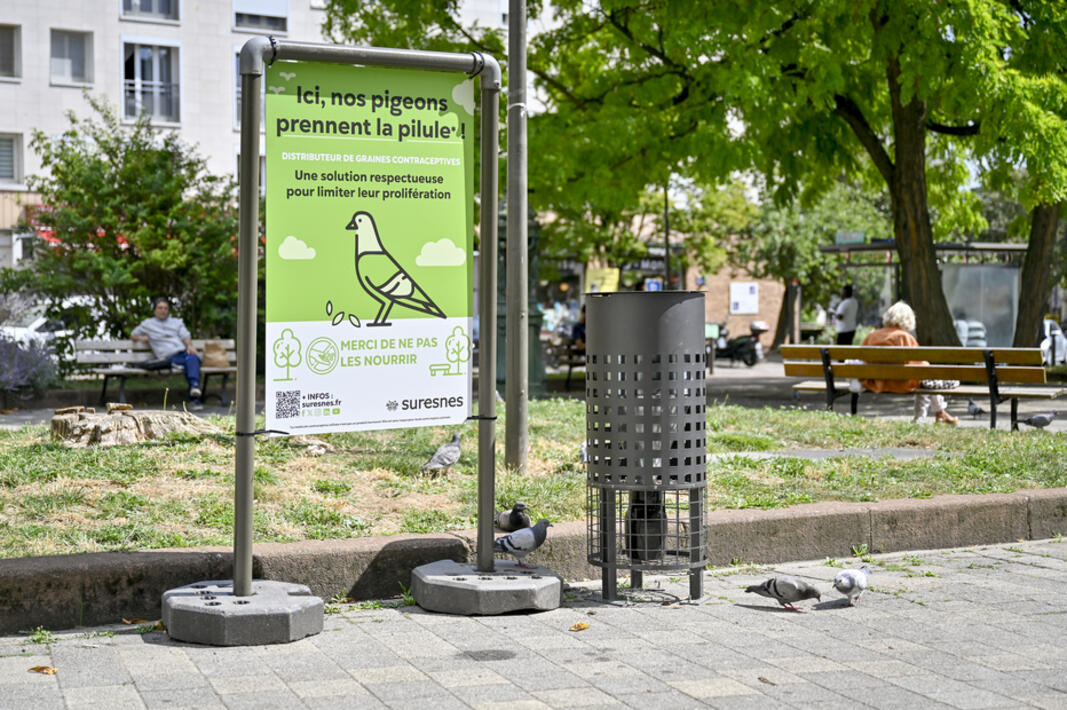 A Suresnes, les pigeons prennent la pilule  
