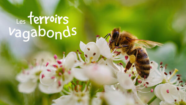 Les Terroirs Vagabonds 2026 un voyage de proximité entre paysages, saveurs et savoir faire durables