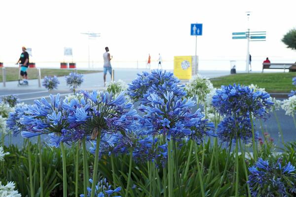 À Saint-Nazaire, les agapanthes fleurissent la ville et ce n’est pas un hasard