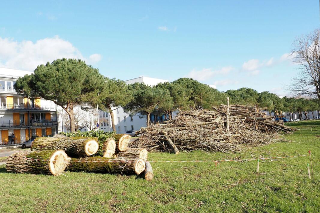 6/03 : opération scierie mobile 