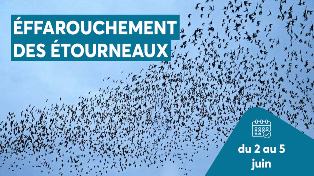 Campagne d’effarouchement des étourneaux du 2 au 5 juin 2026