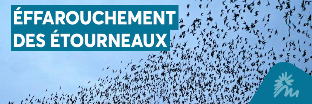 Deux campagnes d’effarouchement des étourneaux programmées à Montluçon
